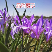 供应 马兰花苗 马兰苗 多年生地被草花 花色鲜艳 涨势旺 仟花轩