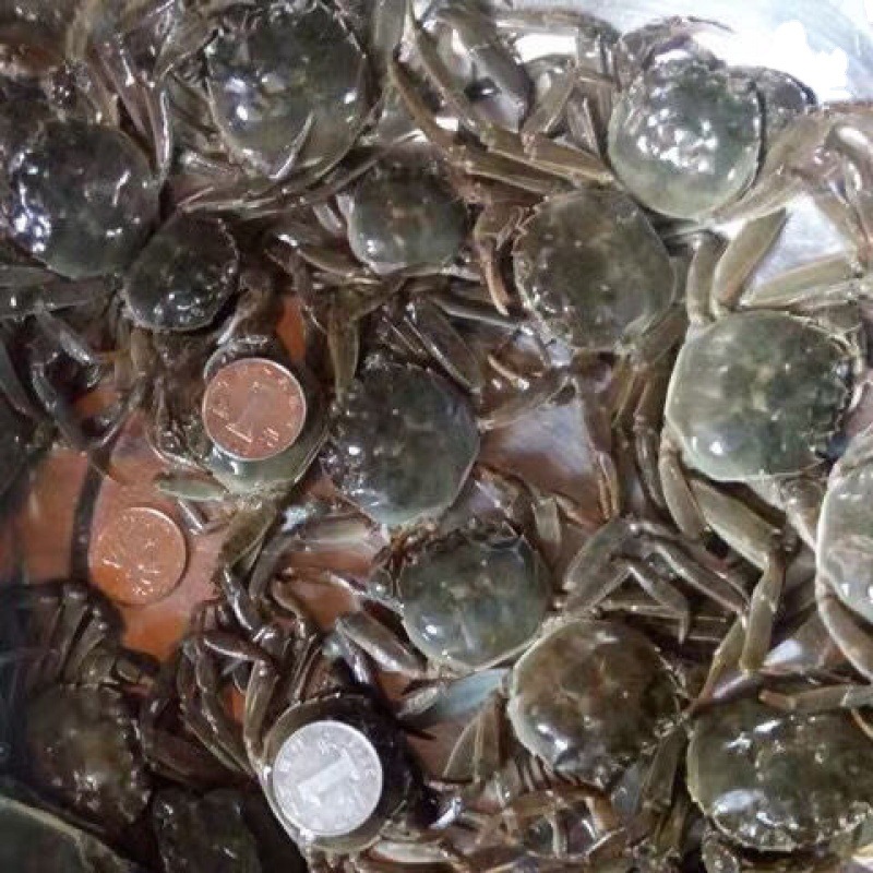 螃蟹鲜活小螃蟹1只一元蟹小闸蟹六月活体毛蟹稻田蟹盘锦河蟹.3两