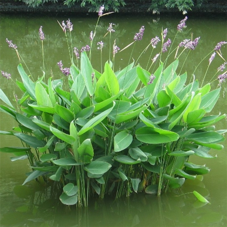 散装再力花种子 水竹芋水莲蕉 塔利亚多年生挺水本水生植物种子