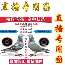 信鸽赛鸽种鸽成绩鸽血统鸽公棚鸽子活体幼鸽特比大鼻子种鸽宠物3