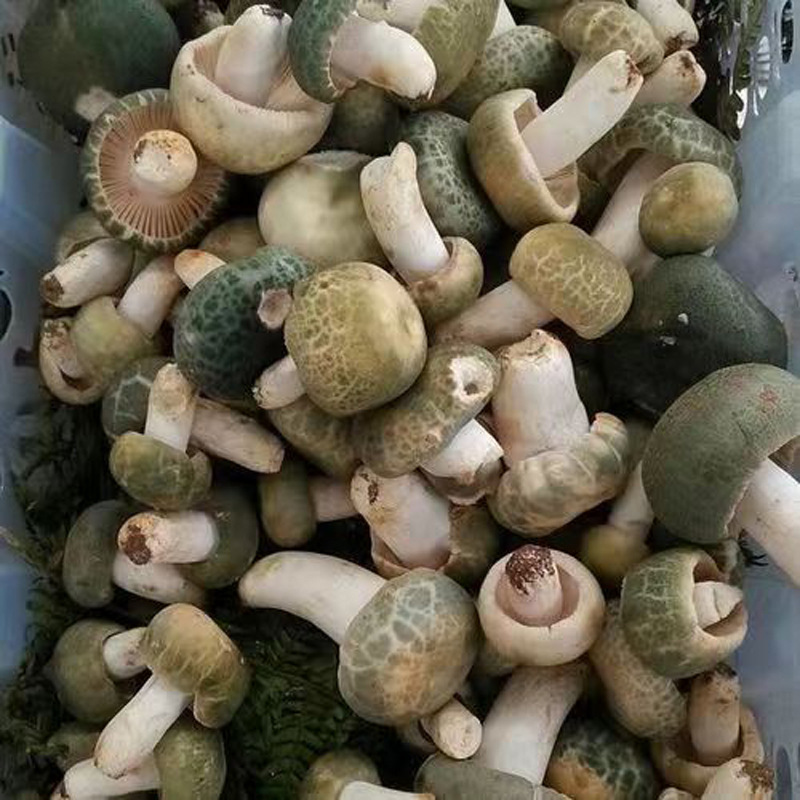 新鲜青头菌野生菌 绿豆菌青冈菌绿蘑菇云南绿头花脸菇青堂菌批发