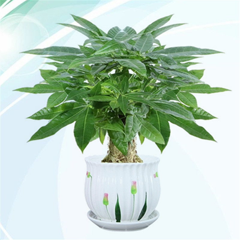 家庭发财树盆栽室内植物桌面绿植客厅旺宅发财单株水培好养活小花