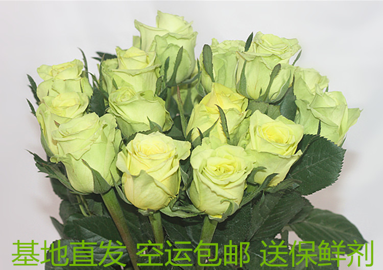 绿色玫瑰鲜切花 双子座绿韵绿茵云南昆明斗南基地直发空运包邮