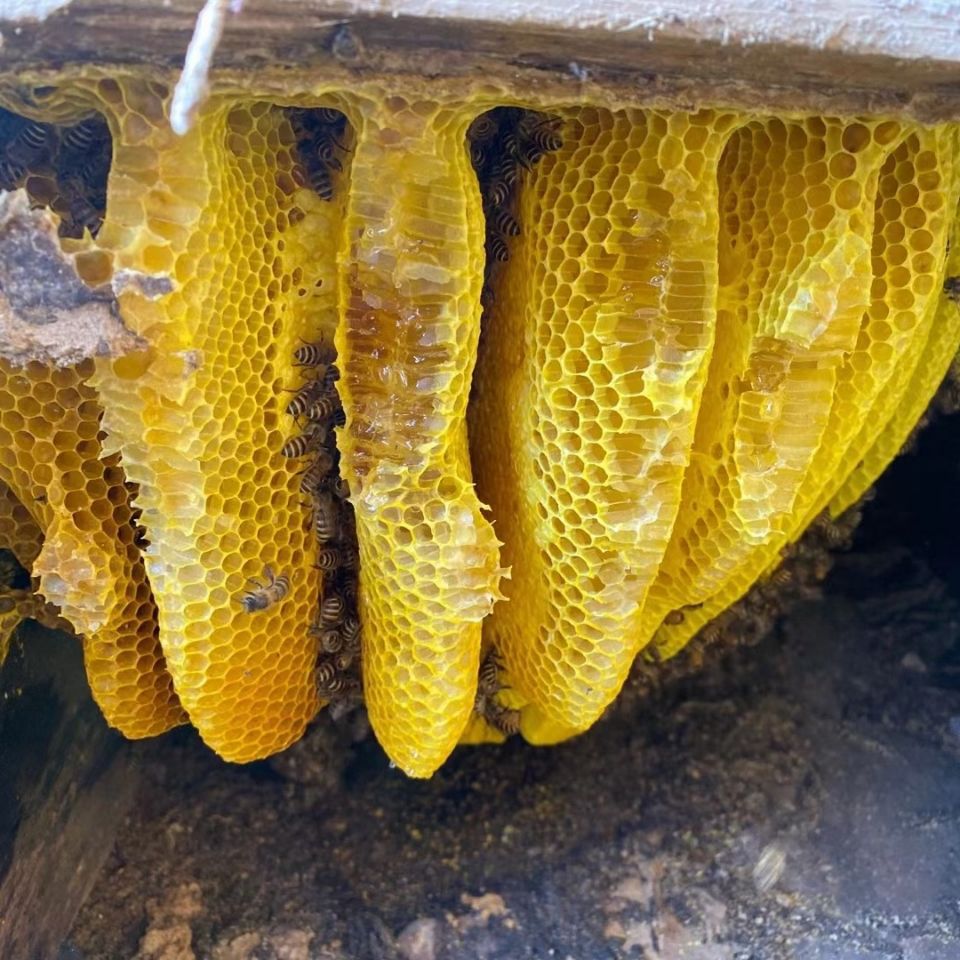 四川大凉山纯野生蜂蜜