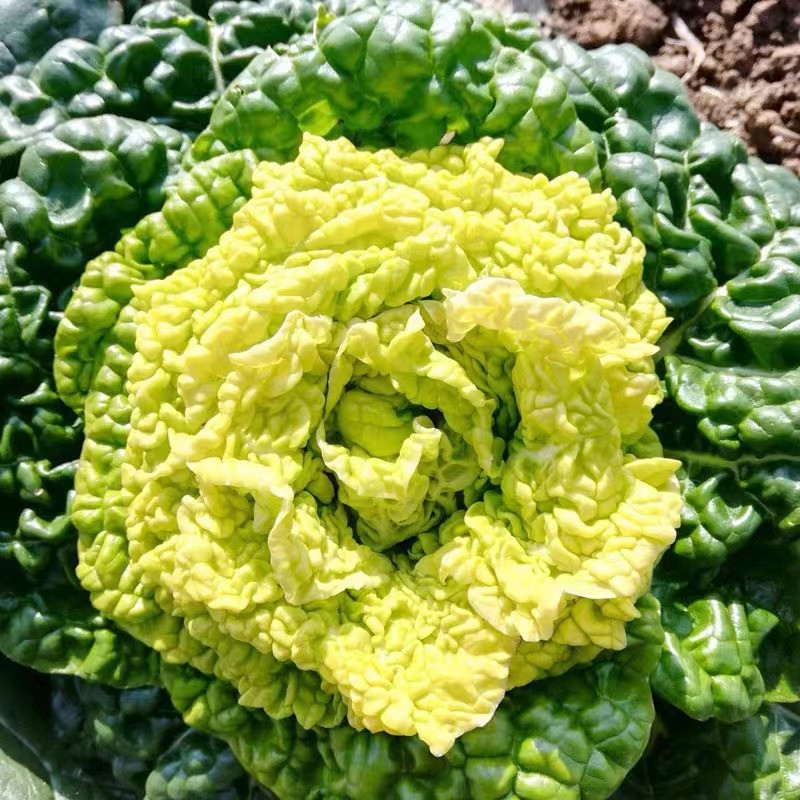 黄心乌塌菜种孑雪里黄卷心菜秋冬季耐寒白菜种籽阳台菜园蔬菜种子