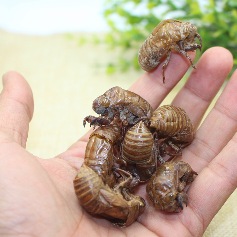 蝉蜕500克蝉衣知了壳蝉脱金蝉衣爬了狗虫蜕自然脱落