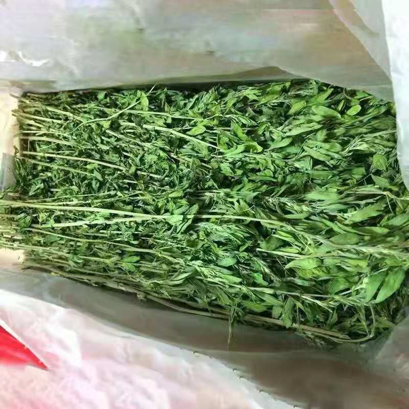 2024年新苜蓿草紫花苜蓿草幼兔兔子干草龙猫豚鼠荷兰猪饲料粮牧草