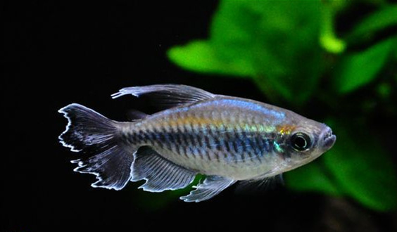 小型热带观赏鱼 非洲 刚果美人鱼活体 刚果扯旗鱼 重庆宠物