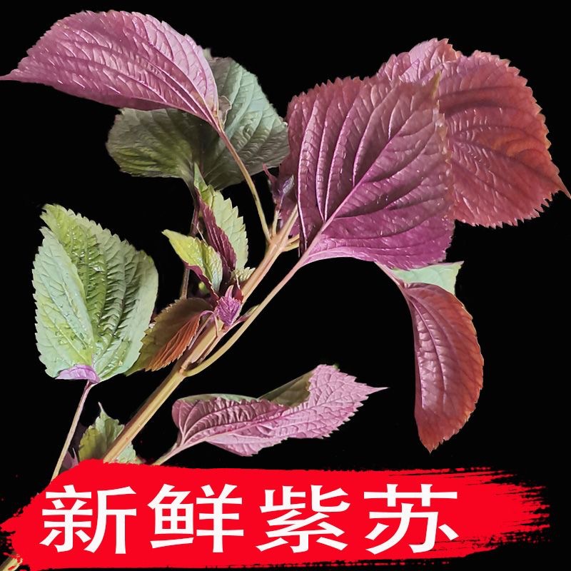 现摘现发广西新鲜紫苏叶双色可食用3斤带杆发货,不是北方苏-阿里巴巴