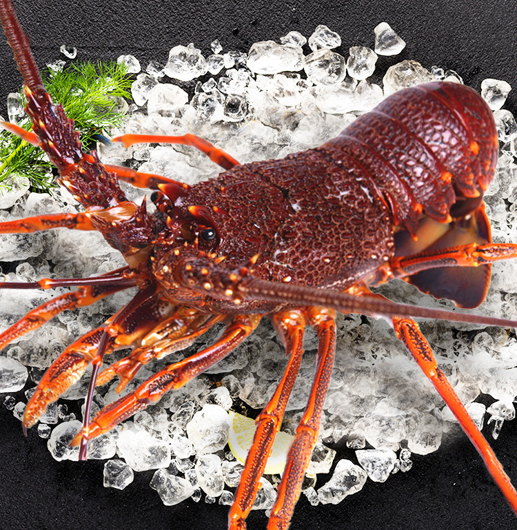 冷冻澳龙海鲜水产大澳龙澳洲大龙虾澳大利亚红龙餐饮酒席一件代发