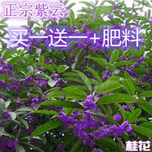 (促销价两棵)正宗紫云桂花树苗种四季桂花树苗盆栽室内外绿植