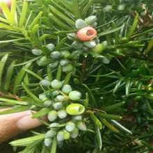 基地批发日本多豆红豆杉树苗多头杉苗别墅庭院绿植盆栽造林经济苗