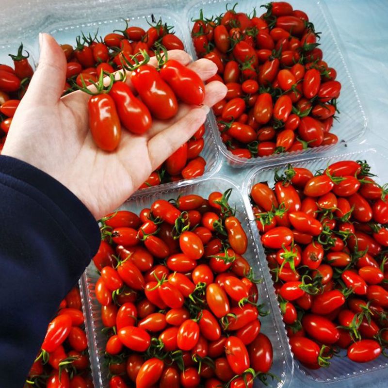 花生柿子丹东409小柿子特产碱地番茄新鲜水果5斤2斤装圣女果现货