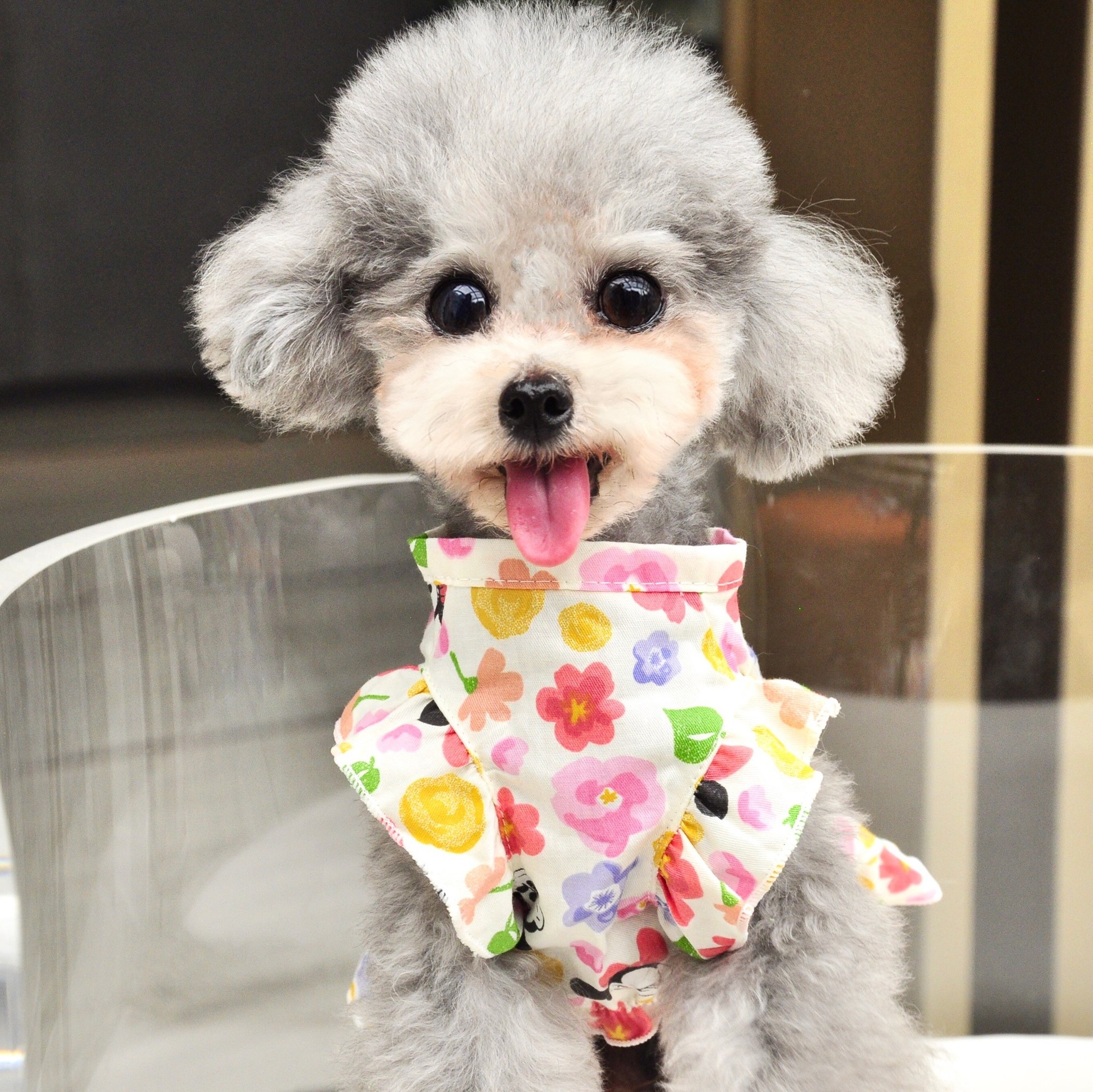 米妮新款可爱甜美雪纳瑞连身裙背心裙宠物狗狗衣服贵宾犬泰迪花朵