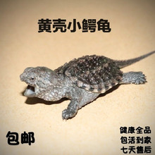 纯佛爆刺佛鳄小鳄龟苗便宜活物大乌龟食用鳄鱼龟幼苗