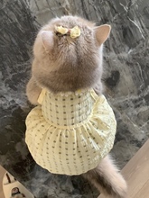 猫咪夏天衣服小裙子防掉毛可爱ins金渐层布偶猫英短夏季吊带裙子