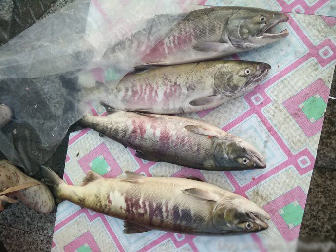 顺丰包邮大马哈鱼活冻黑龙江乌苏里江抚远洄游整条新鲜