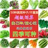 50 Four seasons sow Vegetables seed Easy species Vegetables Chinese cabbage Lettuce tomato Shallot balcony Vegetable garden Potted plant Rapeseed