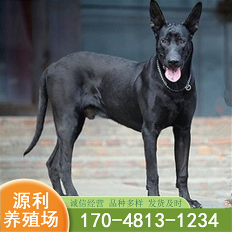 黑狼犬幼犬纯种巨型墨界纯黑色中华大型犬黑狼犬幼崽活体价格优惠