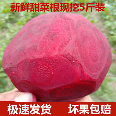 2020新鲜甜菜根红菜头甜菜头紫菜头红甜菜5斤装现挖有机蔬菜-阿里巴巴