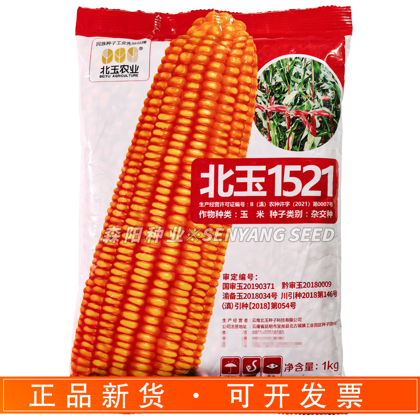 北玉1521玉米种子 国审大田饲料玉米杂交种白轴矮杆大棒高产抗病