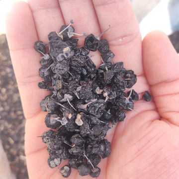 青海黑枸杞500g天然青海诺木洪黑枸杞免洗新货正品宁夏黑枸杞男肾