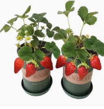 一件代发草莓苗四季盆栽食用奶油隋珠红颜白雪穴盘苗果苗南北阳台