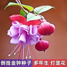 倒挂金钟花种籽 倒 金钟宝莲灯挂室内重瓣灯笼花吊兰种子 种子