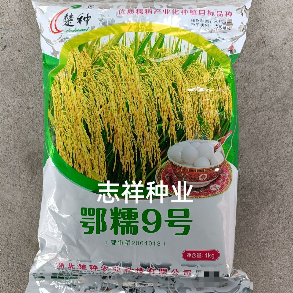 1公斤原装鄂审稻鄂糯9号糯米水稻种子长粒香糯糯谷种子水田种糯稻
