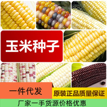 厂家直销四季玉米种子批发大棚基地蔬菜种子2件起发可代发可授权