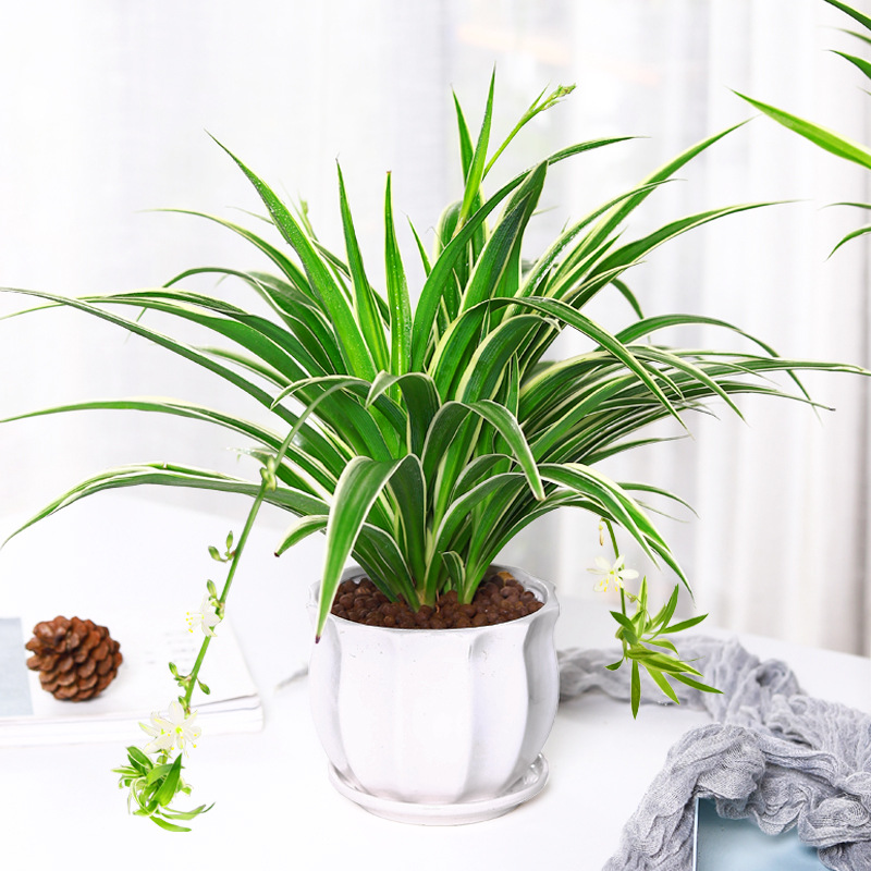 金边吊兰盆栽植物花卉室内去甲醛绿植好养垂吊阳台办公室易活四季