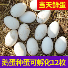 大三花鹅蛋种蛋受精蛋可孵化6枚5枚五龙鹅新鲜四季三花鹅受精鹅蛋