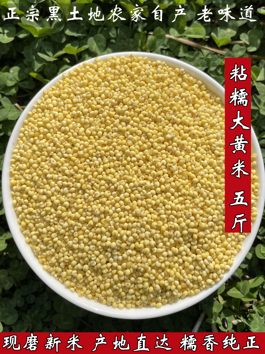 东北大黄米新米黏黄糯小米黍米粘米饭年糕端午包粽子五谷杂粮5斤