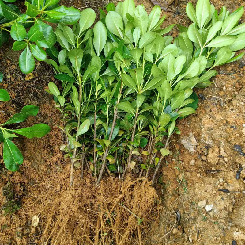 批发海桐毛球地苗四季常青气味芳香海桐球株高40-50公分植物绿篱