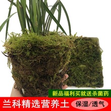 天然干苔藓乌龟运输垫材干水苔兰花铁皮石斛植物苔藓土青苔嫁接土