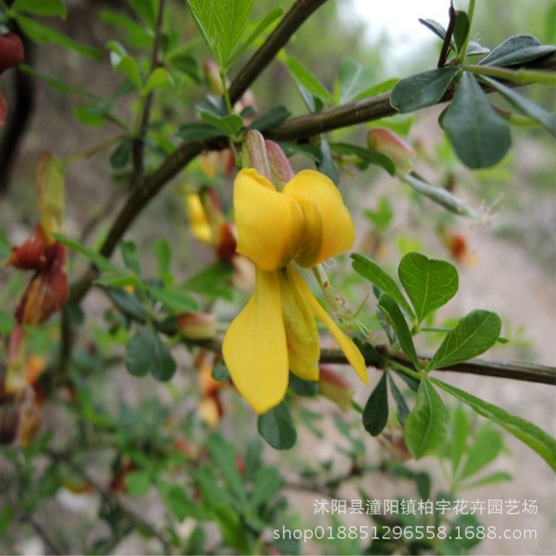 拧条种子 锦鸡儿 毛条种子 金雀花种子 白柠条种籽 护坡种子 易种