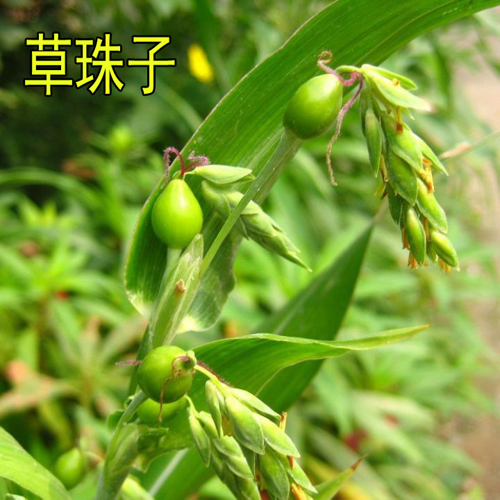 散装草珠子种子野生薏苡草菩提薏珠子门帘佛珠子散珠
