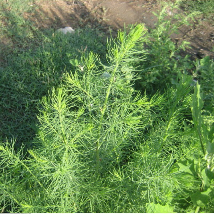碱蓬草种子产批发基地苗圃易管率高当季新盐荒菜荒碱菜蔬量大折扣