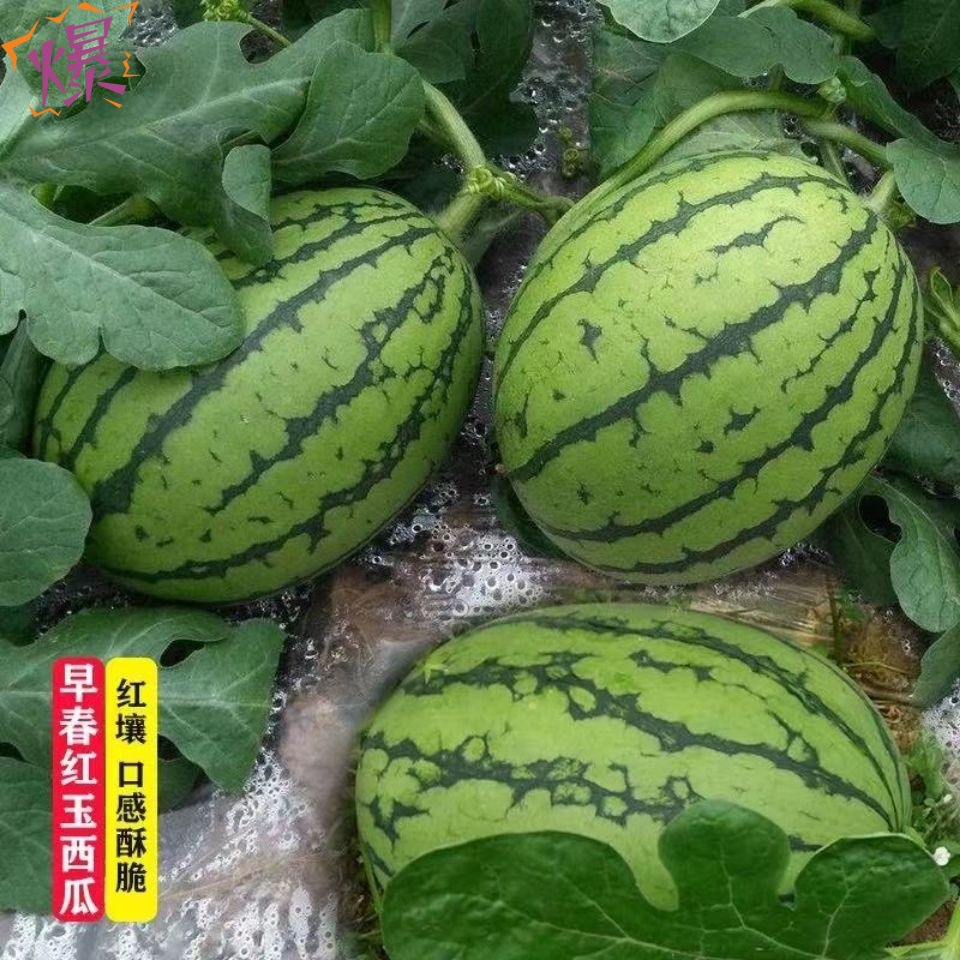 西瓜水果新鲜无籽2k早春红玉西瓜薄皮小西瓜皮薄脆甜3-4个装7-8斤