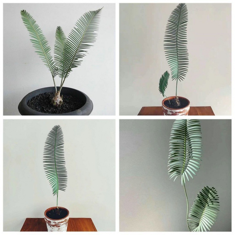 鱼骨双子铁 dioon edule 长叶苏铁 ins盆栽铁树盆景防辐射吸甲醛