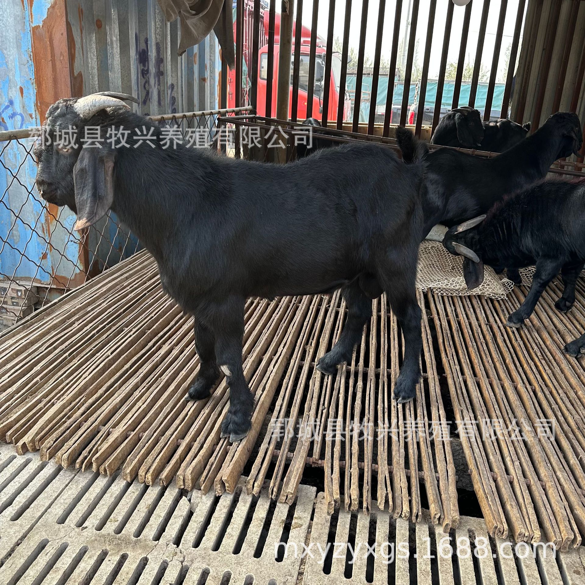 努比亚黑山羊羊苗短毛黑山羊母羊价格黑山羊养殖场苗