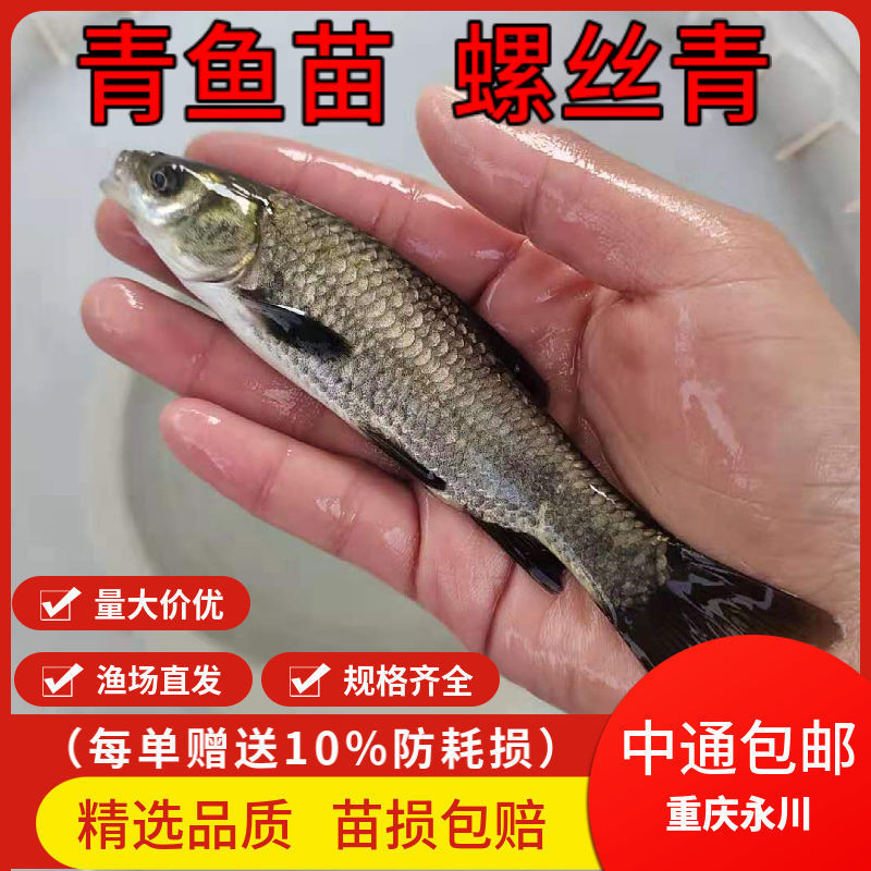 青鱼鱼苗 大青鱼苗螺丝青黑皖鱼活体大小鱼苗 包邮本地批发鱼苗