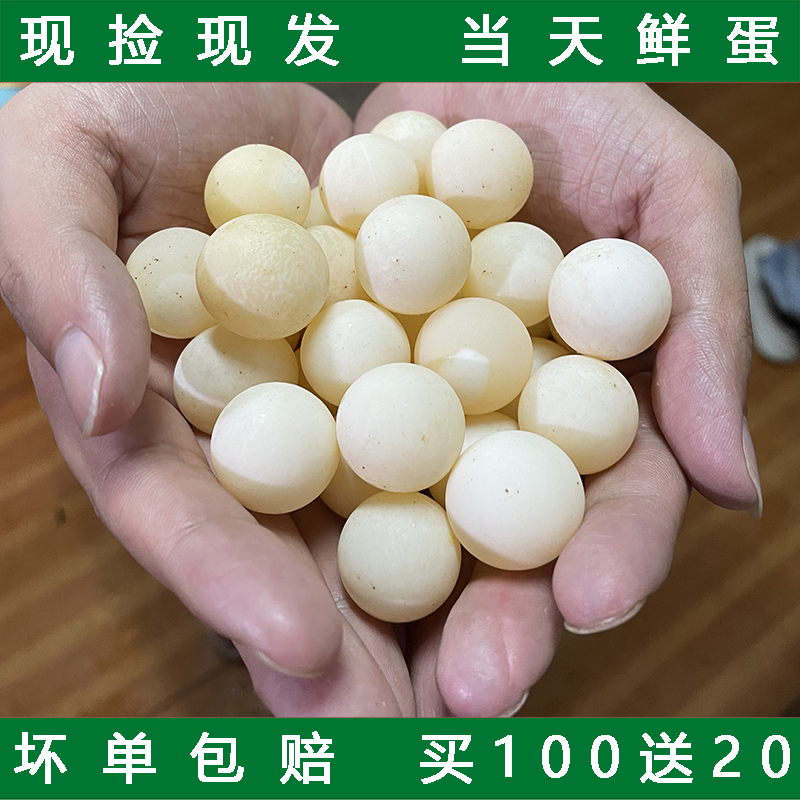ii新鲜甲鱼蛋食用甲鱼蛋食用新鲜乌龟蛋宝宝辅食农场生态鳖蛋王八