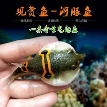 厂家直销弓斑河豚观赏鱼淡水鱼小河豚潜水艇狗头鱼热带鱼会生代发