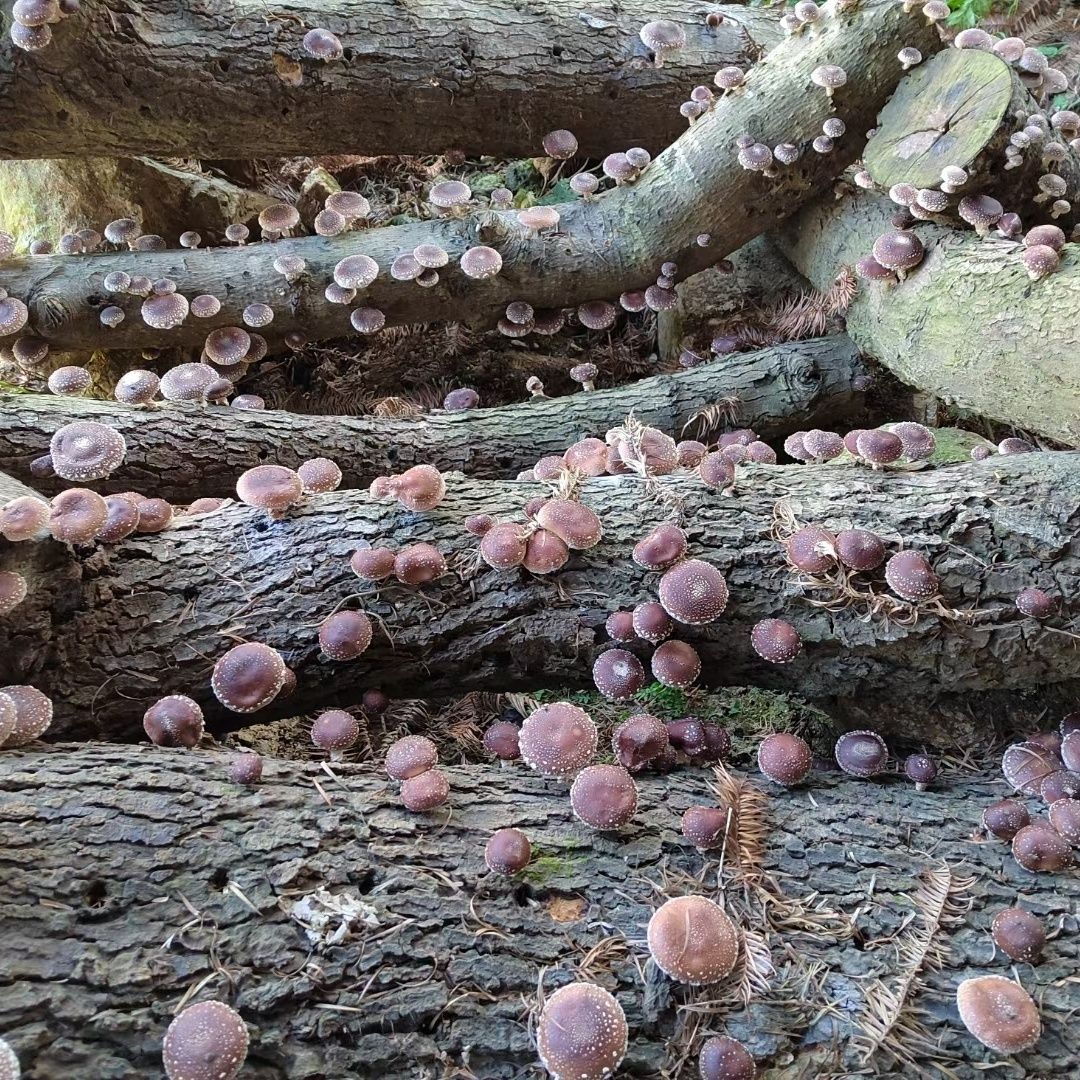 天然椴木香菇  香菇干 香菇肉厚原生态 当季野生香菇野生菌