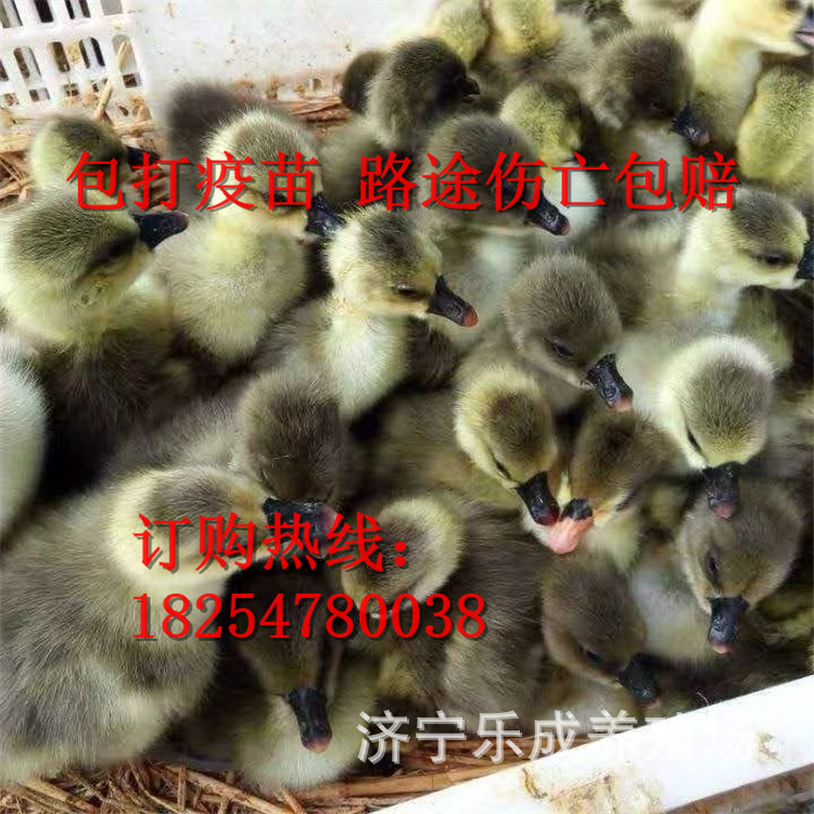 狮头鹅苗价格皖浦鹅苗 大白沙鹅苗灰鹅鹅苗出售种鹅种蛋出售-阿里巴巴