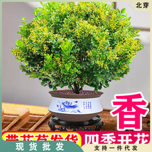 香水米兰花盆栽花卉绿植室内老桩带花苞四季开花好养阳台植物树苗