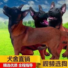 纯种马犬幼犬活体家护院犬爆红马犬护卫犬宠物狗幼崽犬比利时马犬