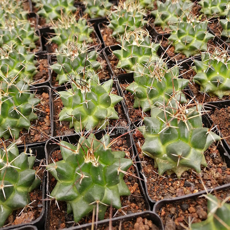 多肉植物批发 约4-6cm 魔象 毛象仙人球 裸根 花卉盆栽绿植