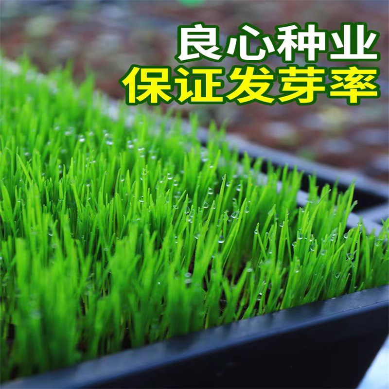 台湾2号草坪种子结缕草草籽矮生四季青种子台湾青草籽台湾草草种